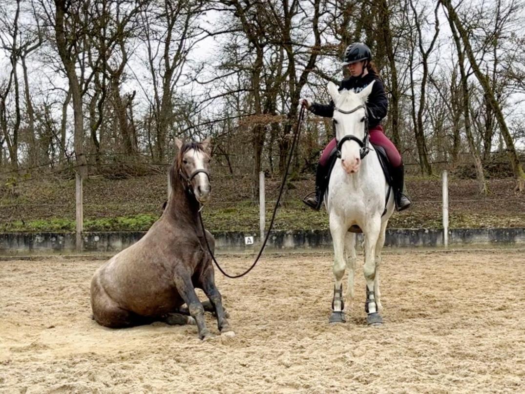 Repos Rouge-Plaisir Au Milieu Des Chevaux Apartamento Kembs Exterior foto